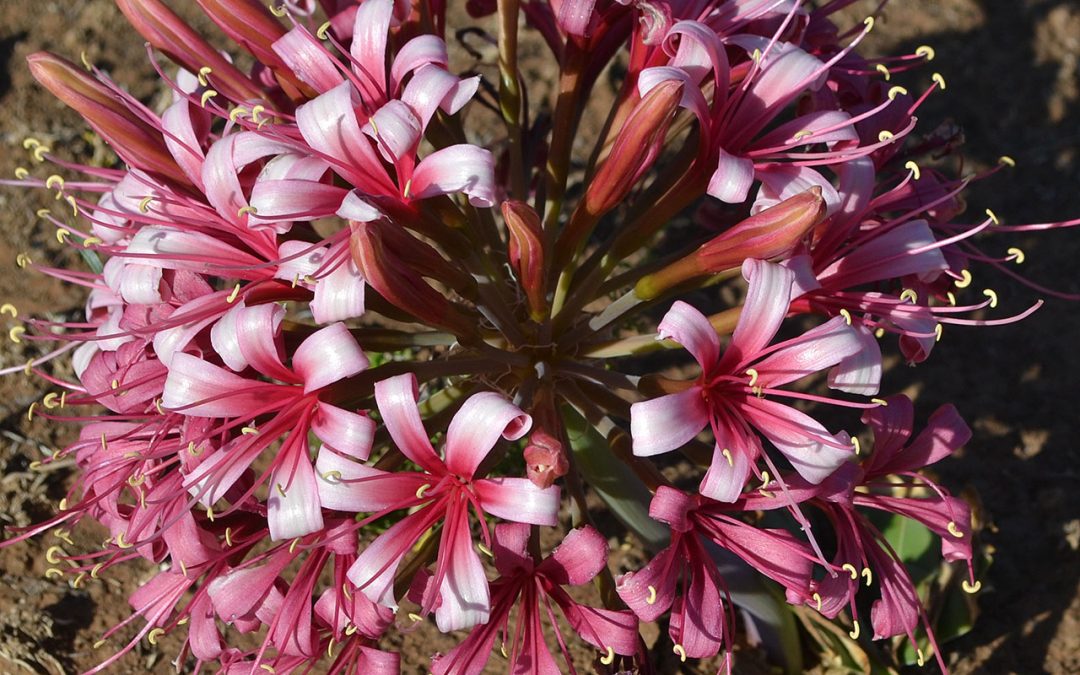 Plante in Fichardt Park parke