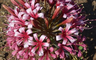Plante in Fichardt Park parke